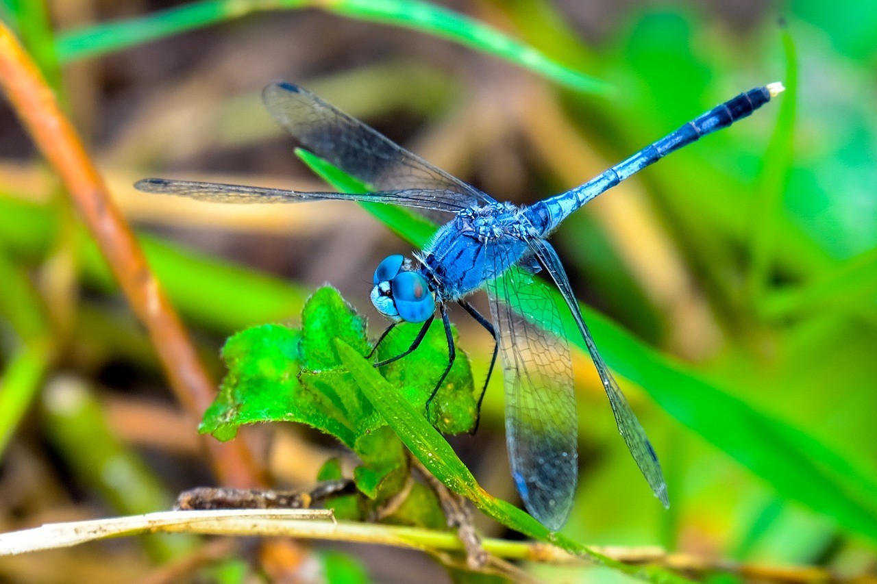 What do dragonflies eat