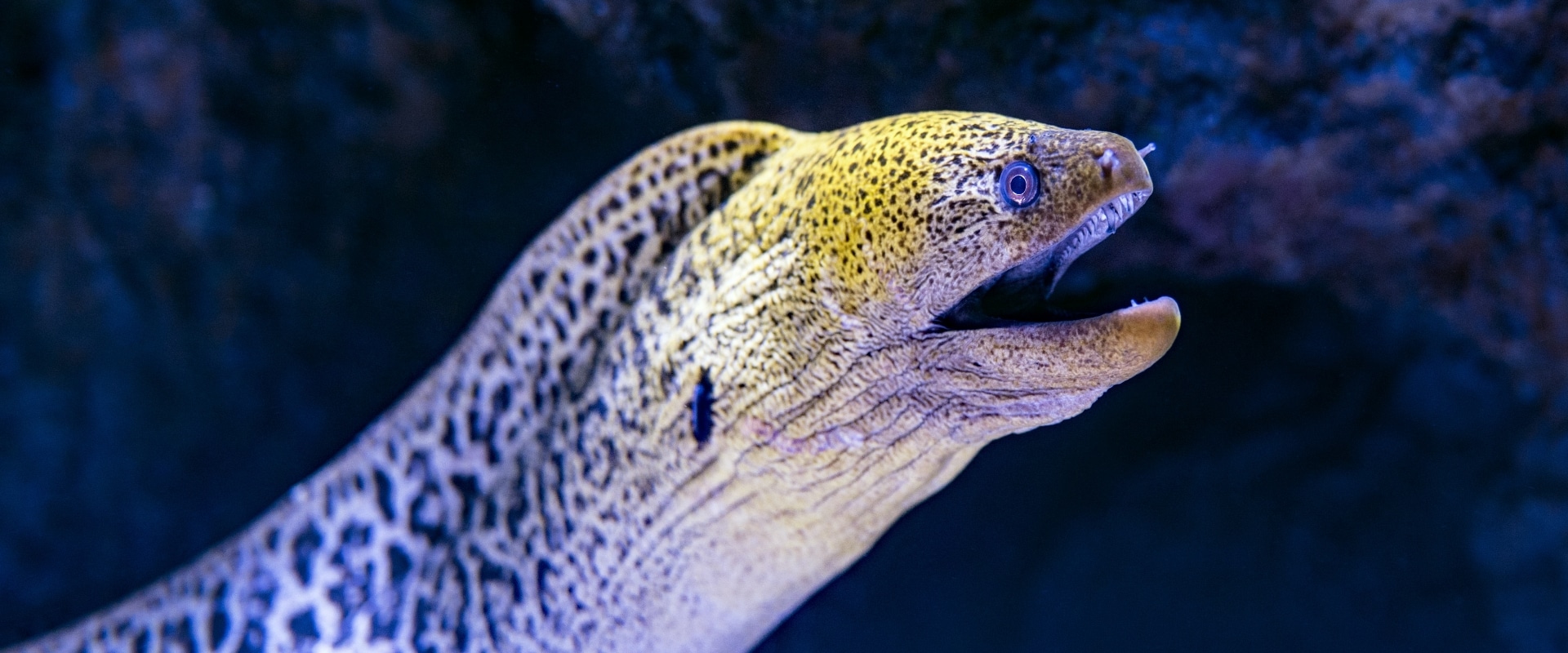 How Do Eels Reproduce