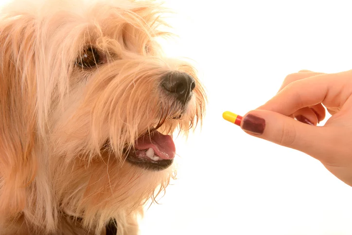 medicine for dogs