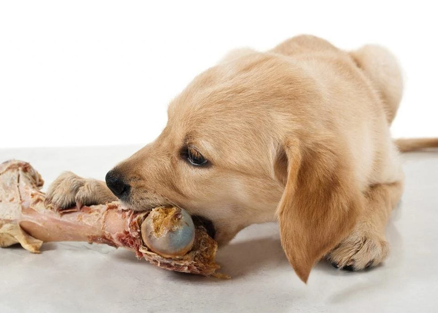 Can Dogs Eat Ham bones