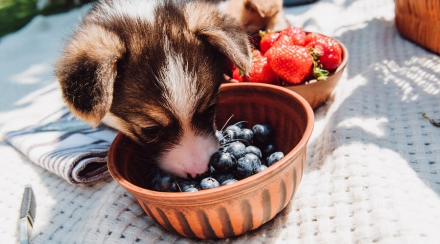 Dog-Eating-Blueberries