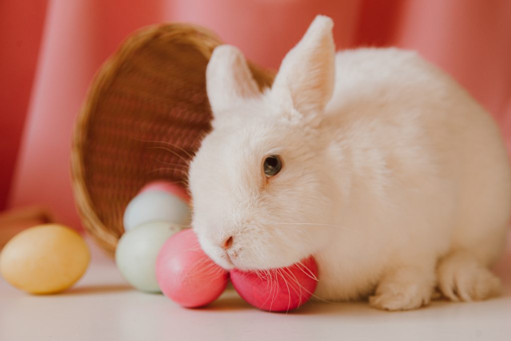 bunnies lay eggs