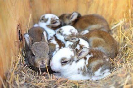 do bunnies lay eggs