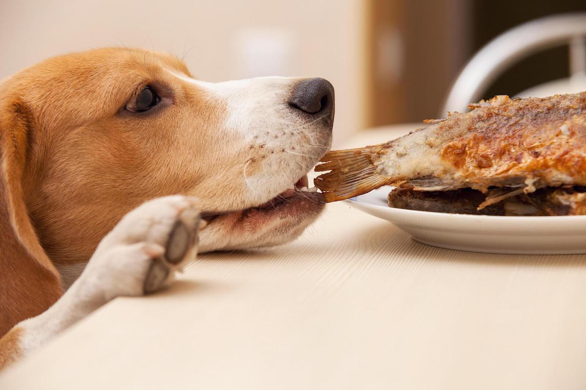 dog eating fish