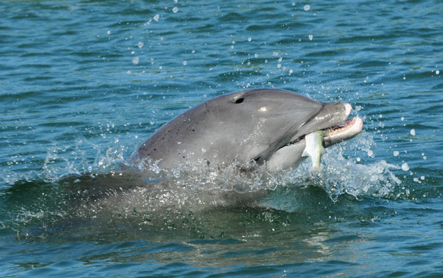 dolphin eat