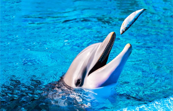 dolphin eat