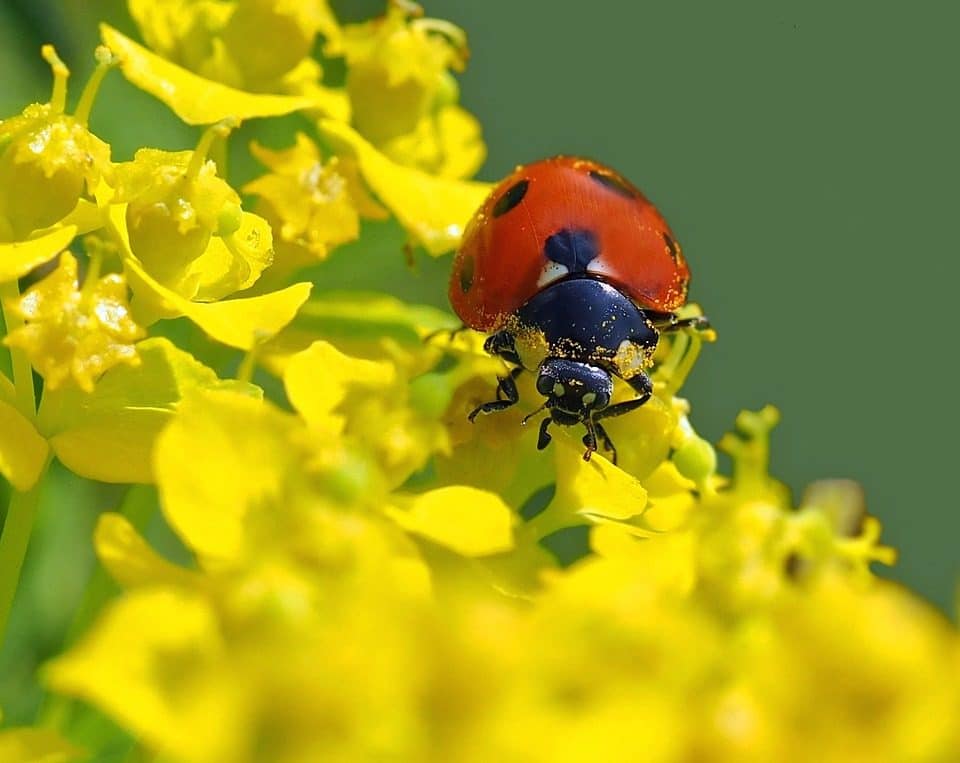 what do ladybugs eat