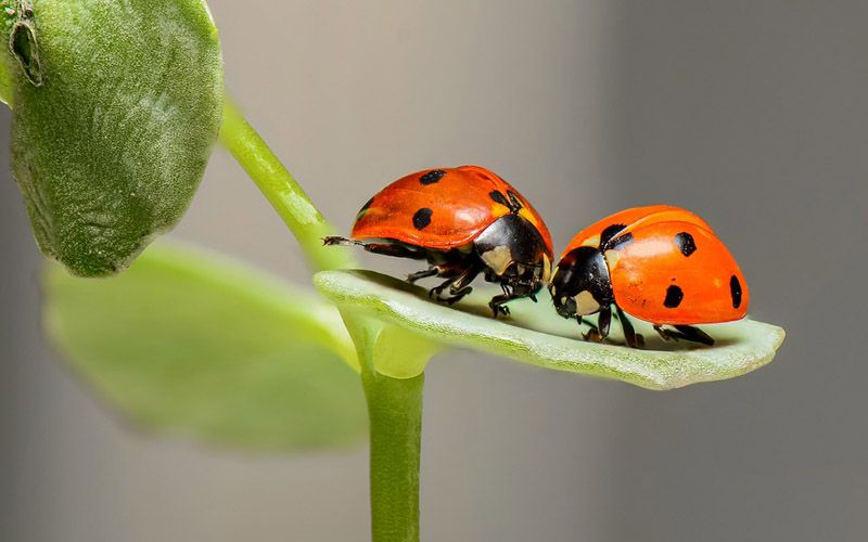 what do ladybugs eat