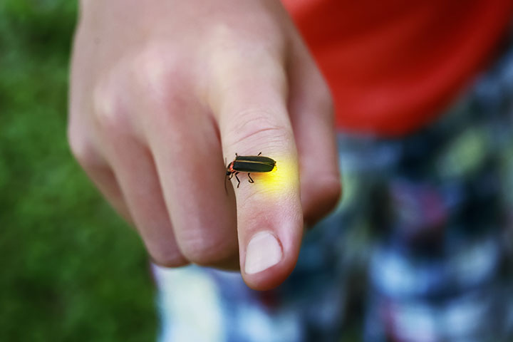eating of fireflies