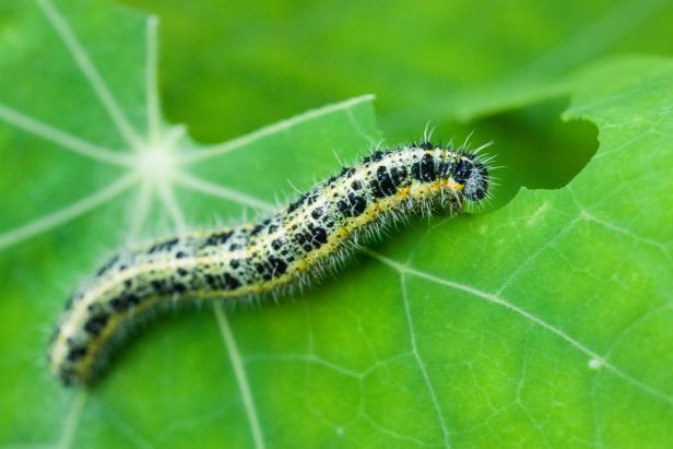 what caterpillars eat