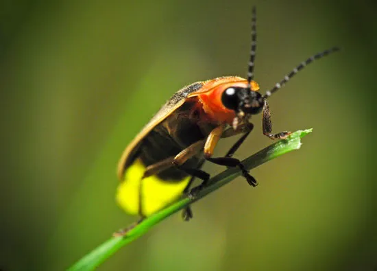 what do fireflies eat