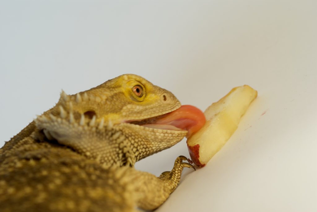 What Do Bearded Dragons Eat- apples